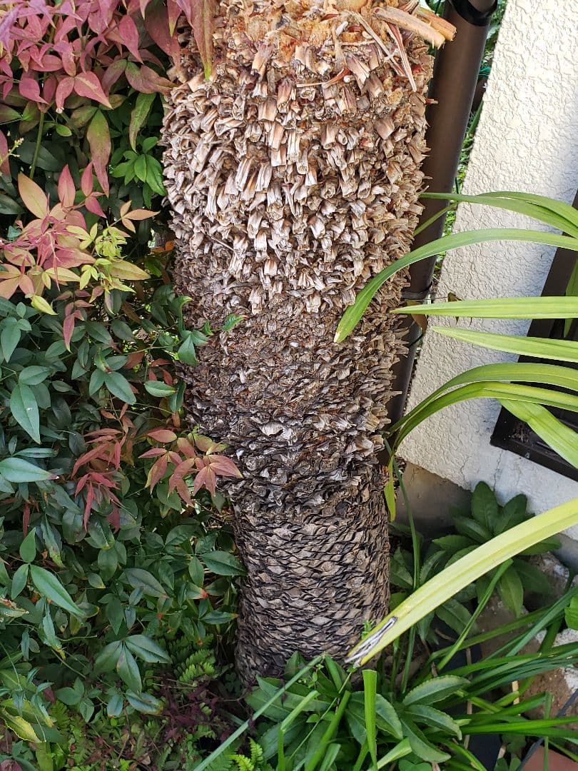 ソテツ 蘇鉄  観葉植物（大型）