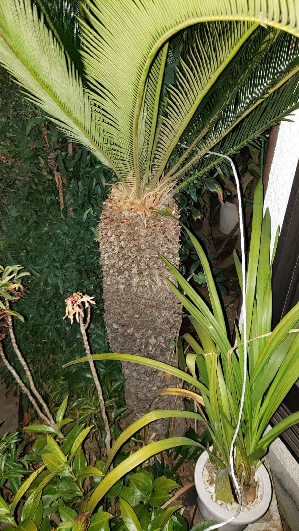 ソテツ 蘇鉄  観葉植物（大型）