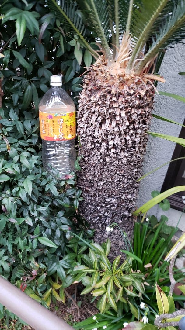 ソテツ 蘇鉄  観葉植物（大型）