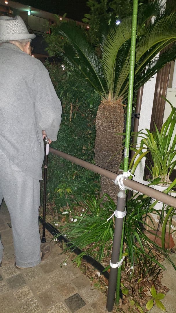 ソテツ 蘇鉄  観葉植物（大型）