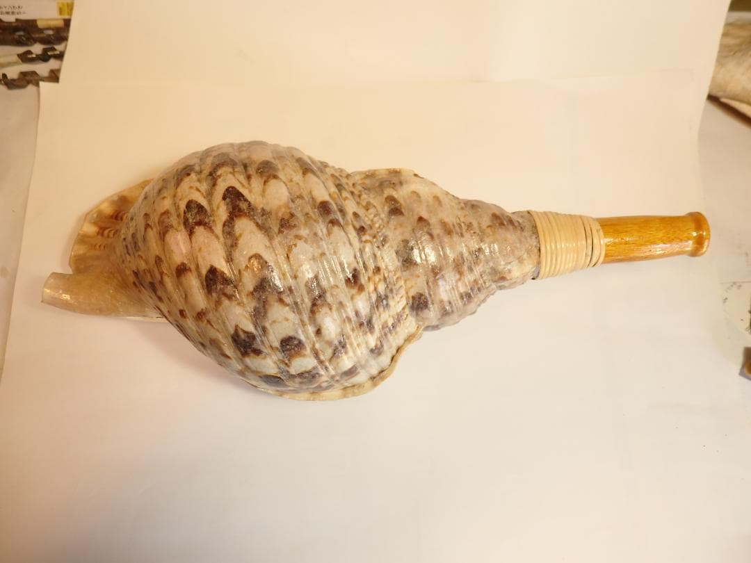 法螺貝 約41㎝ 木製歌口,新品　 MH-447