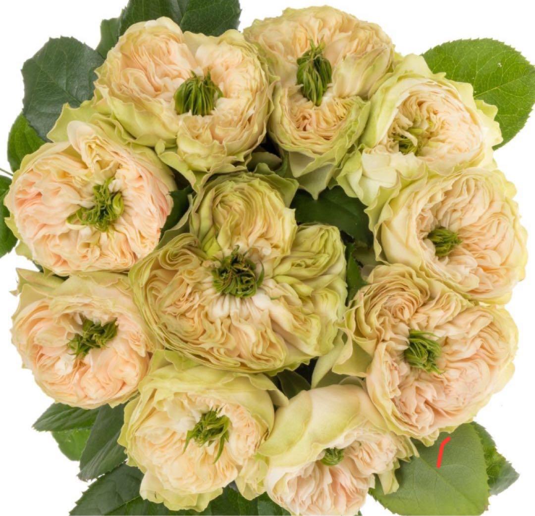 Soprano様のご注文ベジです。