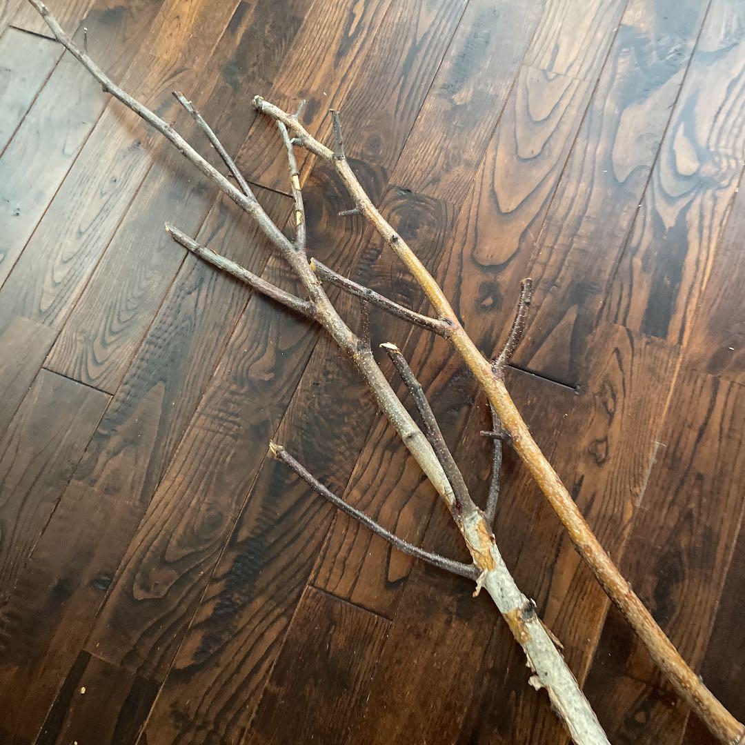 北海道　白樺の木　店舗用インテリア　装飾用