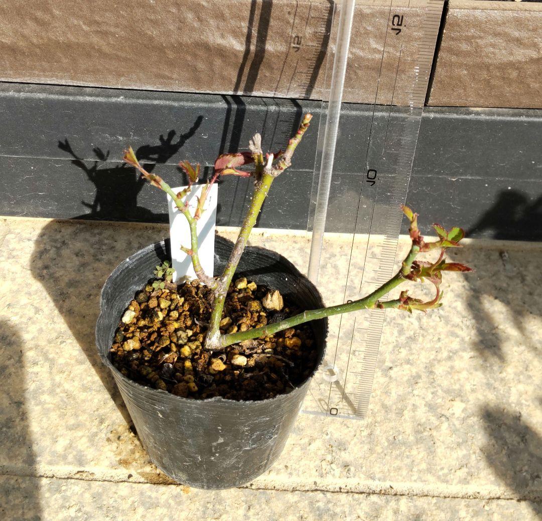 ブライダルピンク　バラ　挿し木苗　黒ポットのまま