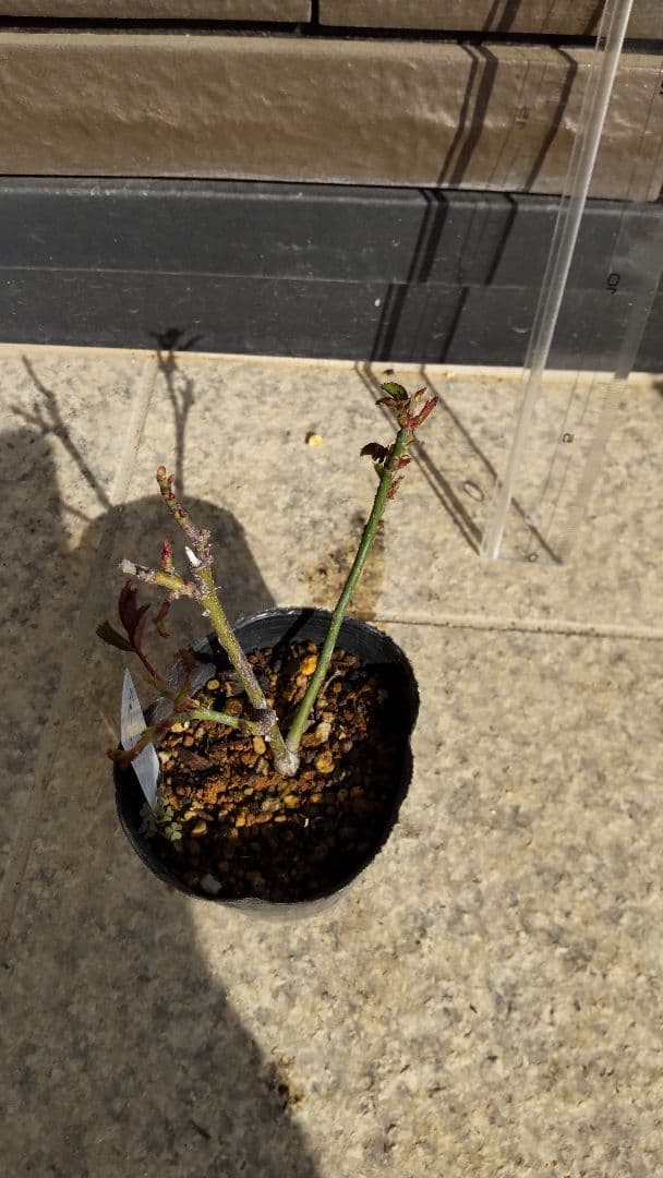 ブライダルピンク　バラ　挿し木苗　黒ポットのまま