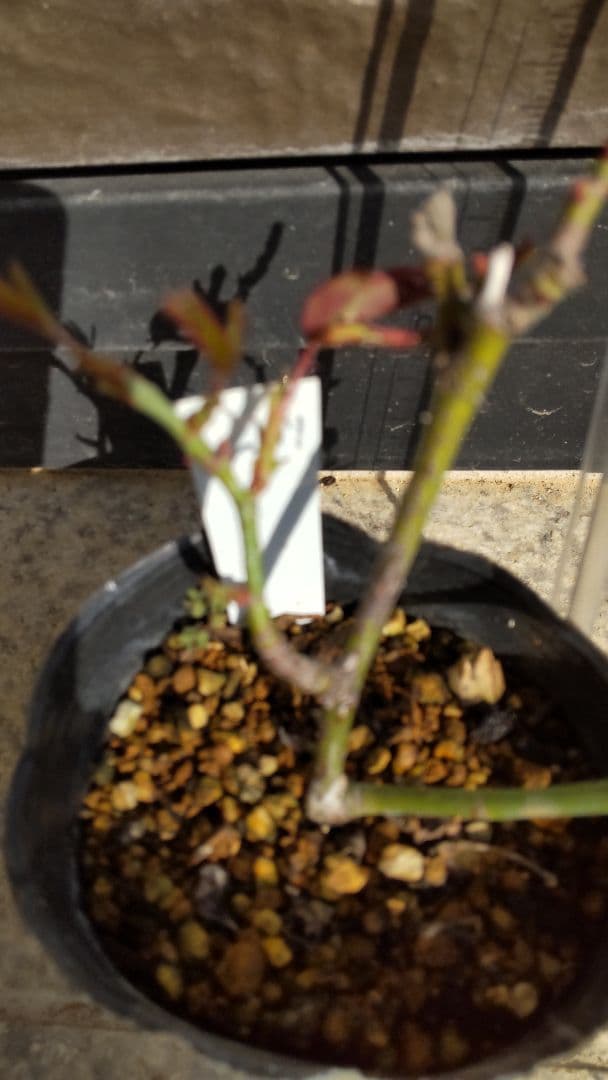 ブライダルピンク　バラ　挿し木苗　黒ポットのまま