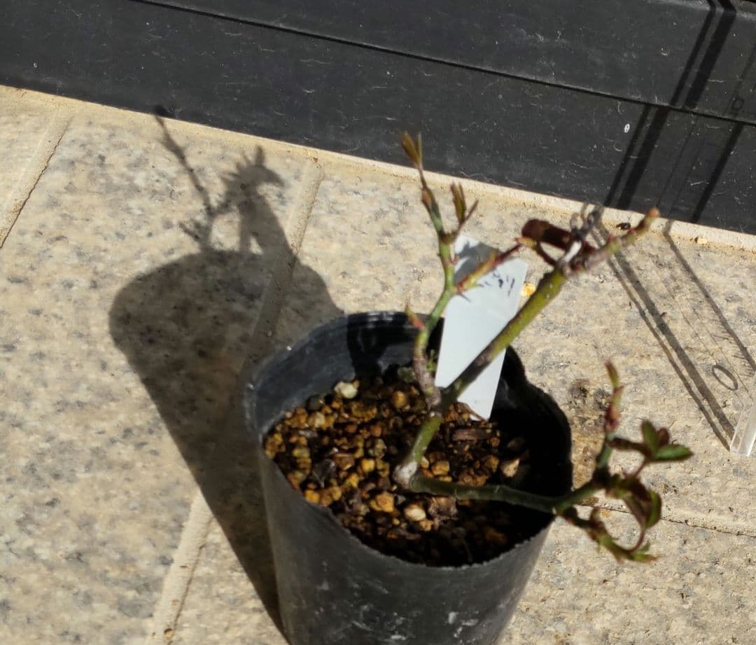 ブライダルピンク　バラ　挿し木苗　黒ポットのまま