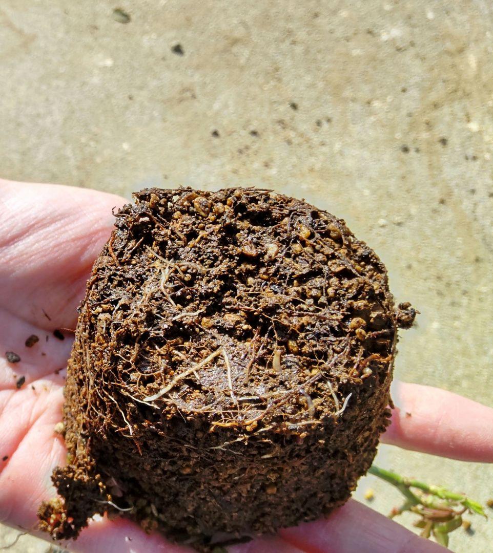 ブライダルピンク　バラ　挿し木苗　黒ポットのまま