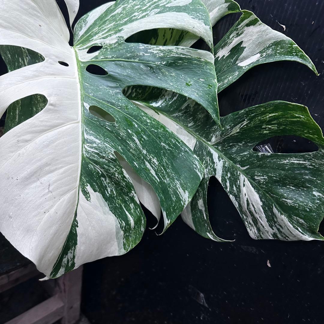斑入りモンステラ ホワイトタイガー極美大株56cm白斑多