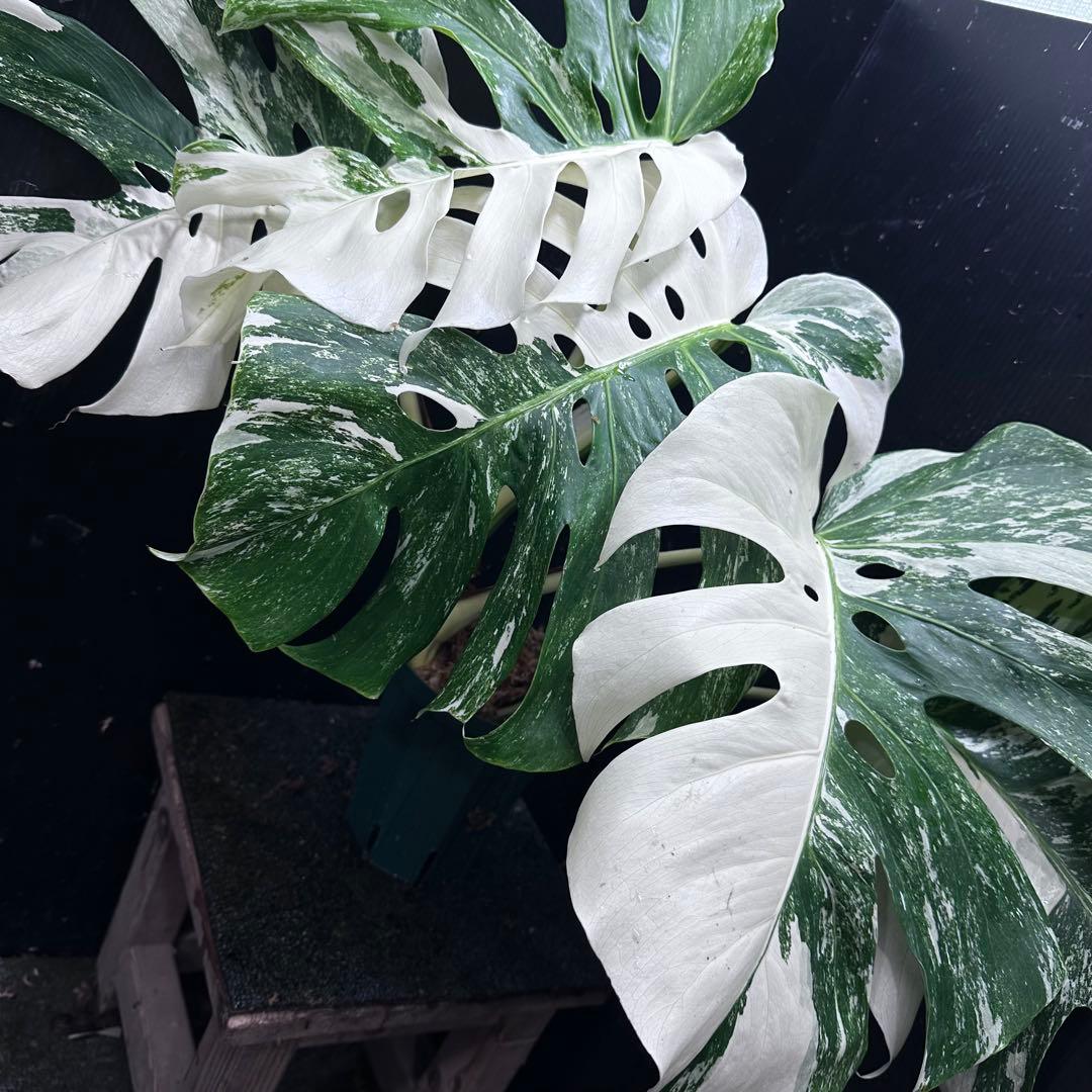 斑入りモンステラ ホワイトタイガー極美大株56cm白斑多