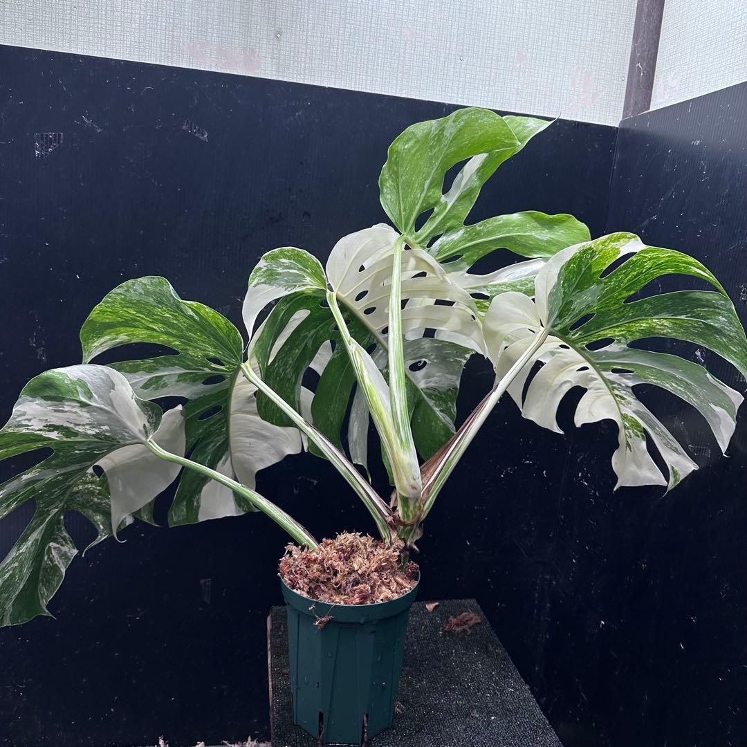 斑入りモンステラ ホワイトタイガー極美大株56cm白斑多