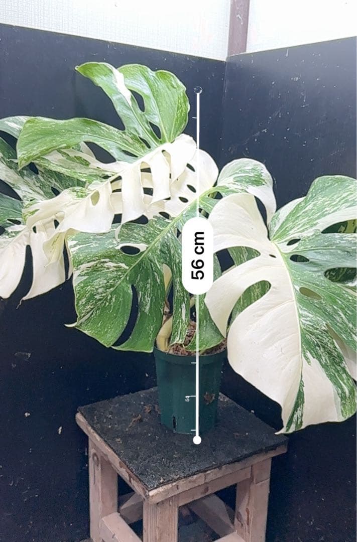 斑入りモンステラ ホワイトタイガー極美大株56cm白斑多