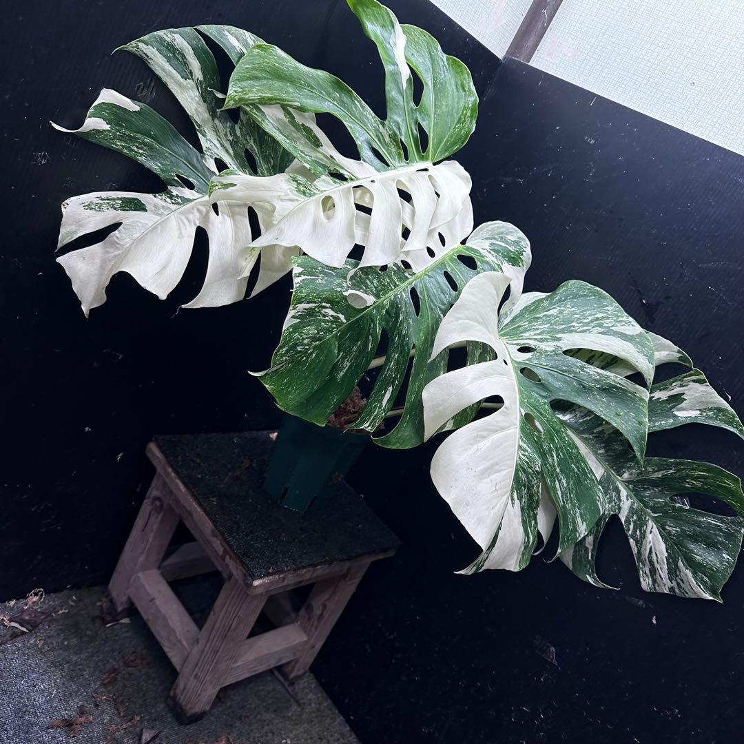 斑入りモンステラ ホワイトタイガー極美大株56cm白斑多
