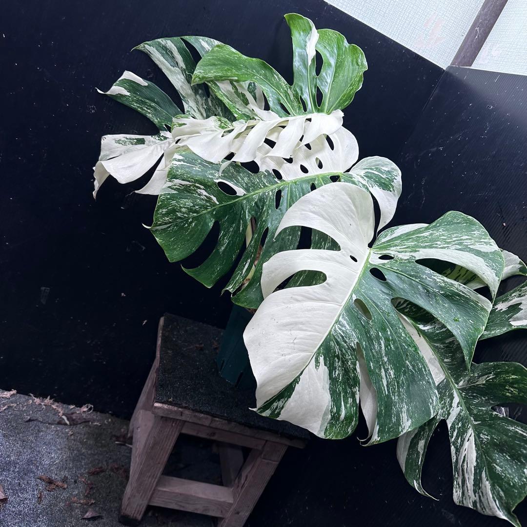 斑入りモンステラ ホワイトタイガー極美大株56cm白斑多