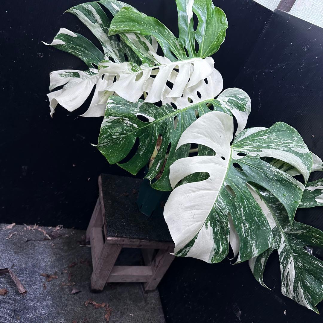 斑入りモンステラ ホワイトタイガー極美大株56cm白斑多