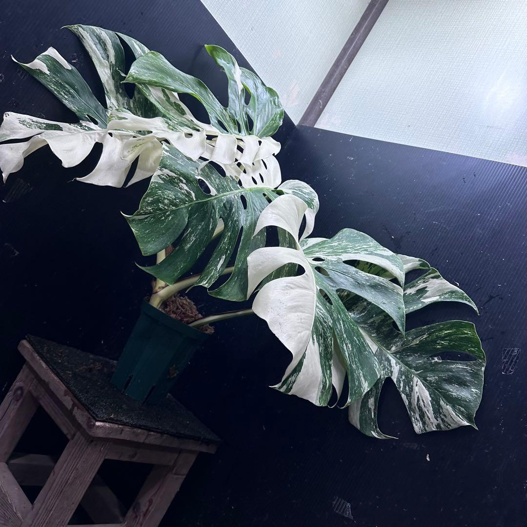 斑入りモンステラ ホワイトタイガー極美大株56cm白斑多
