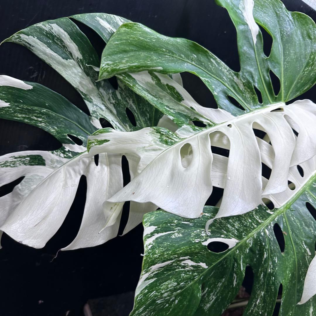 斑入りモンステラ ホワイトタイガー極美大株56cm白斑多