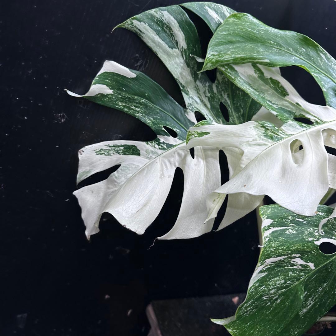 斑入りモンステラ ホワイトタイガー極美大株56cm白斑多