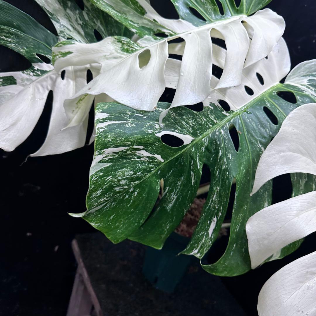 斑入りモンステラ ホワイトタイガー極美大株56cm白斑多