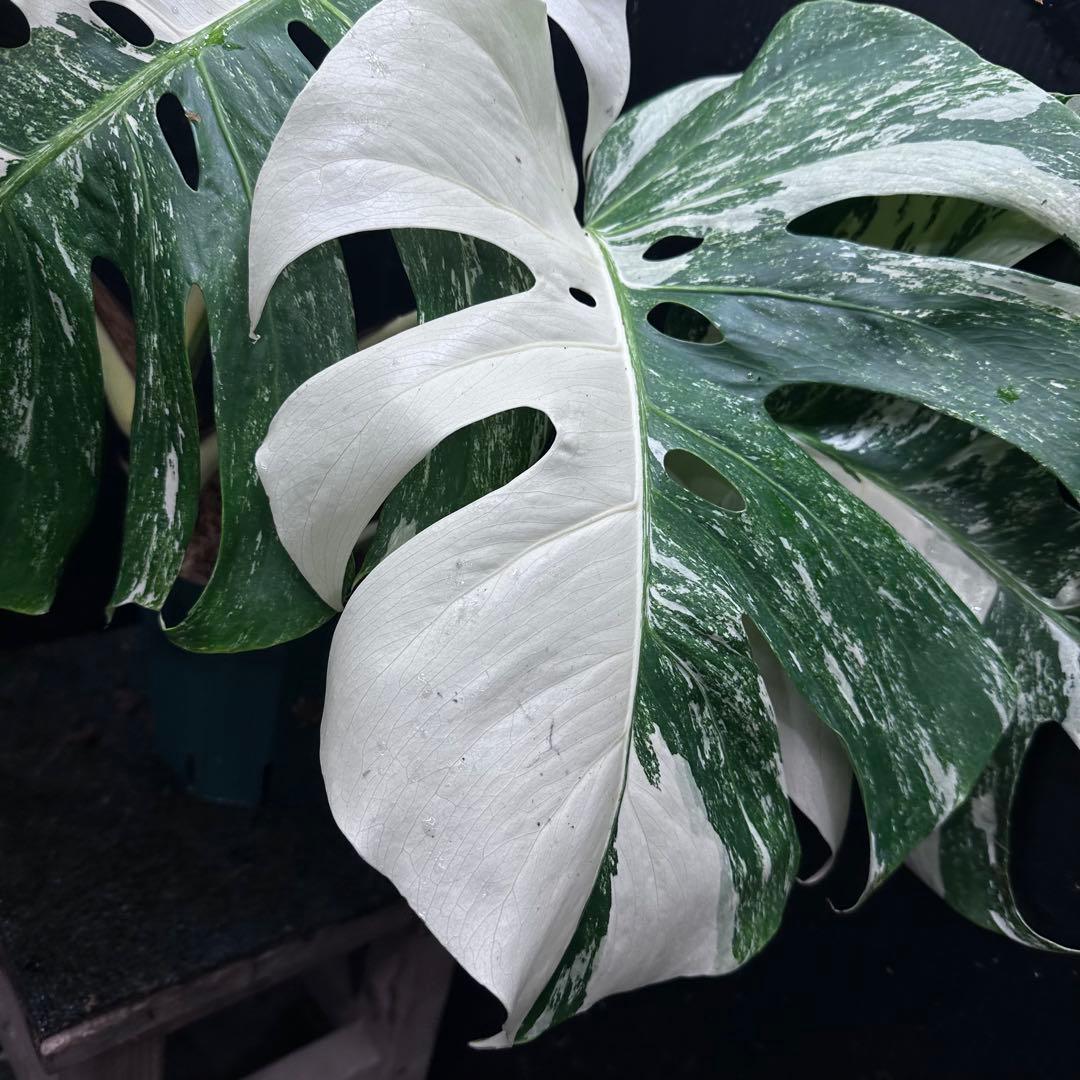 斑入りモンステラ ホワイトタイガー極美大株56cm白斑多