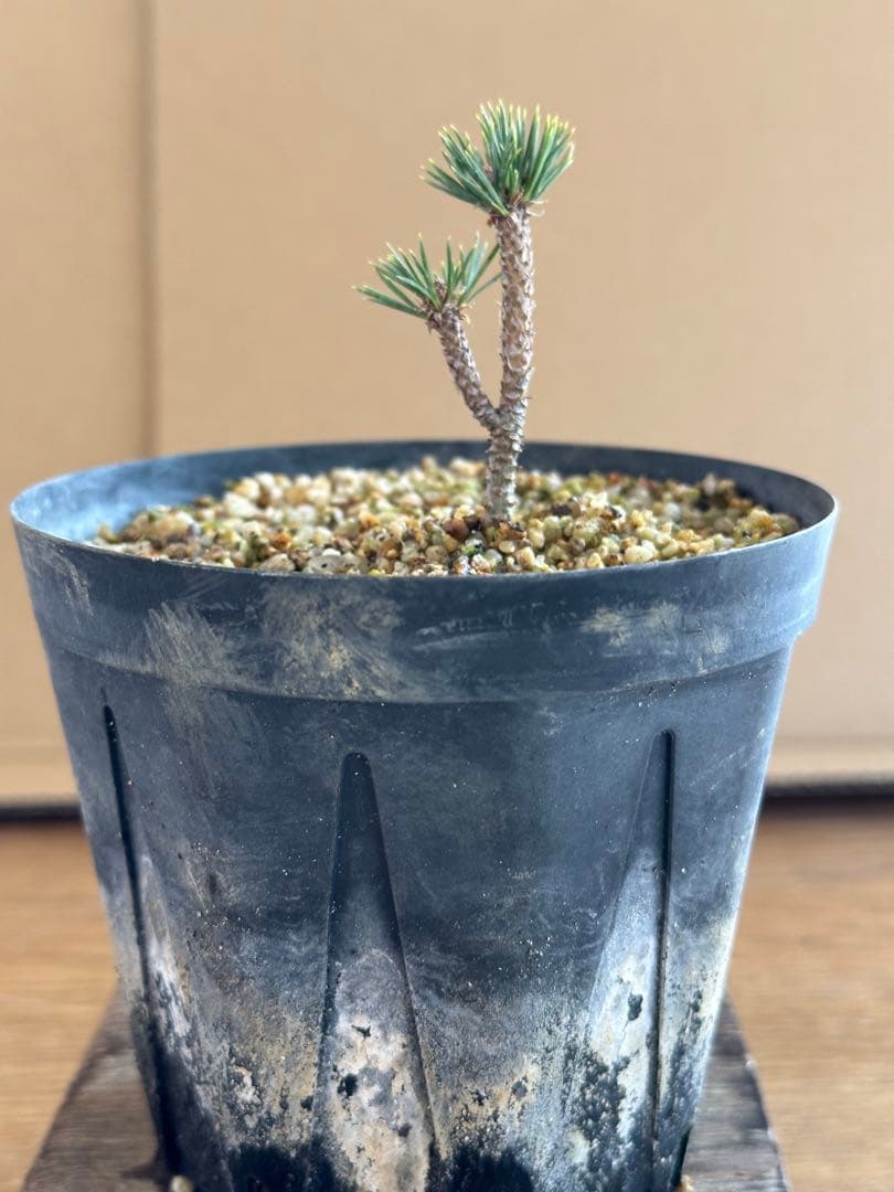 盆栽素材 五葉松瑞祥-4