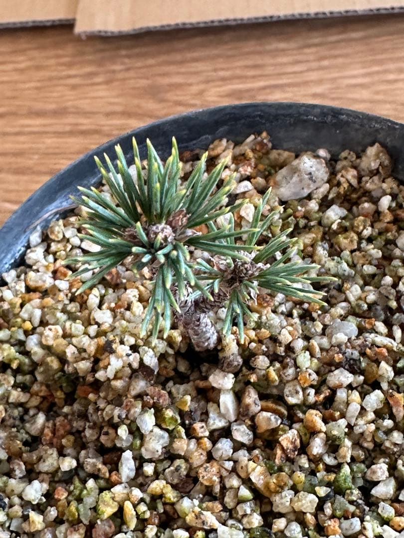 盆栽素材 五葉松瑞祥-4