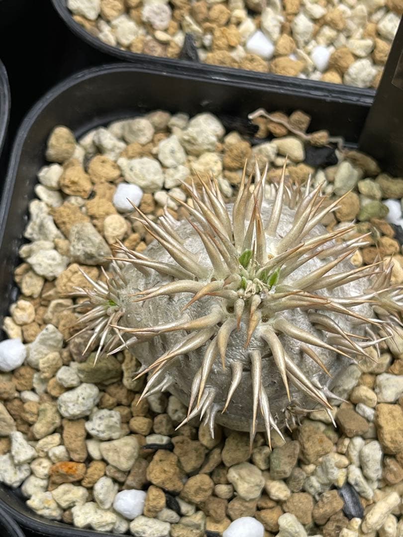 EMP パキポディウム エニグマティクム 実生 / 美株 Pa111