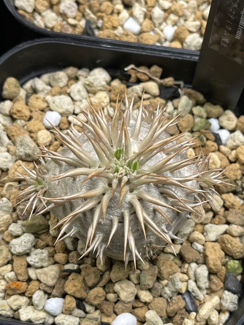 EMP パキポディウム エニグマティクム 実生 / 美株 Pa111