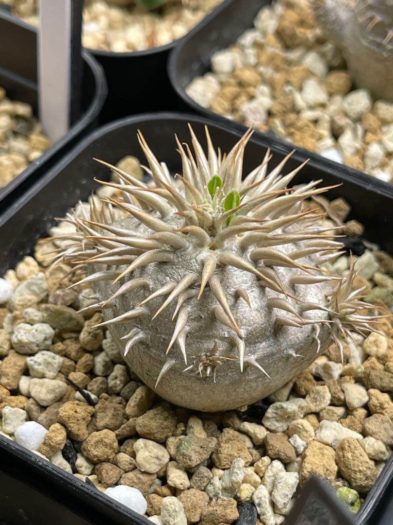 EMP パキポディウム エニグマティクム 実生 / 美株 Pa111