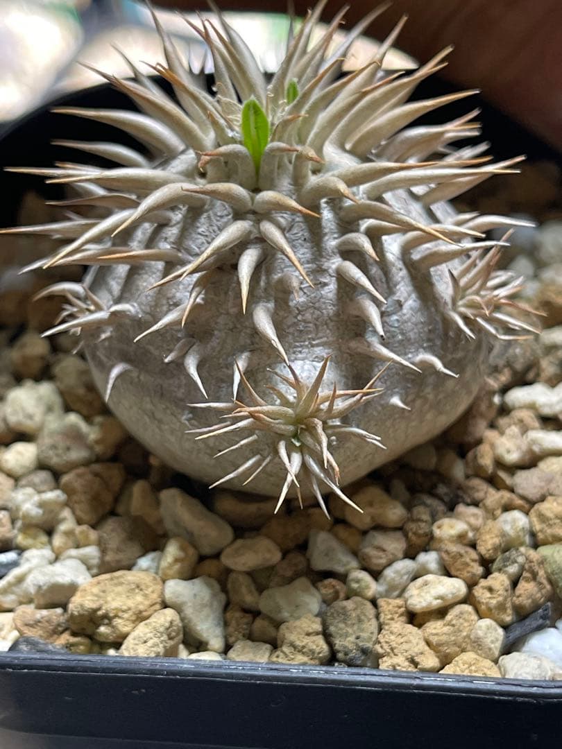 EMP パキポディウム エニグマティクム 実生 / 美株 Pa111