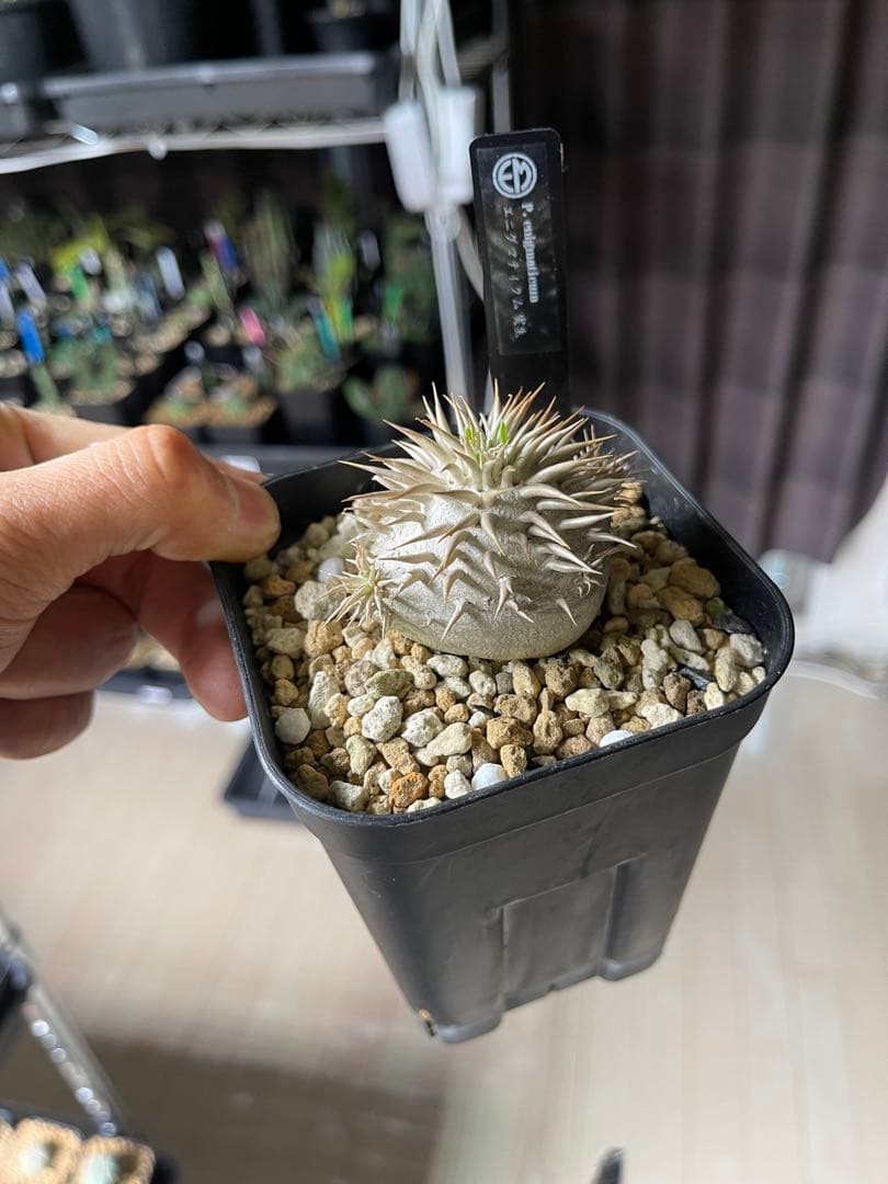 EMP パキポディウム エニグマティクム 実生 / 美株 Pa111