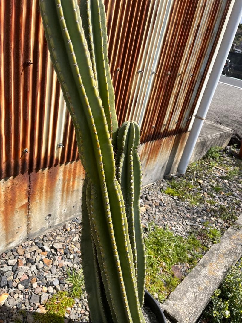 【活着済み】柱サボテン　鬼面角　三本仕立て