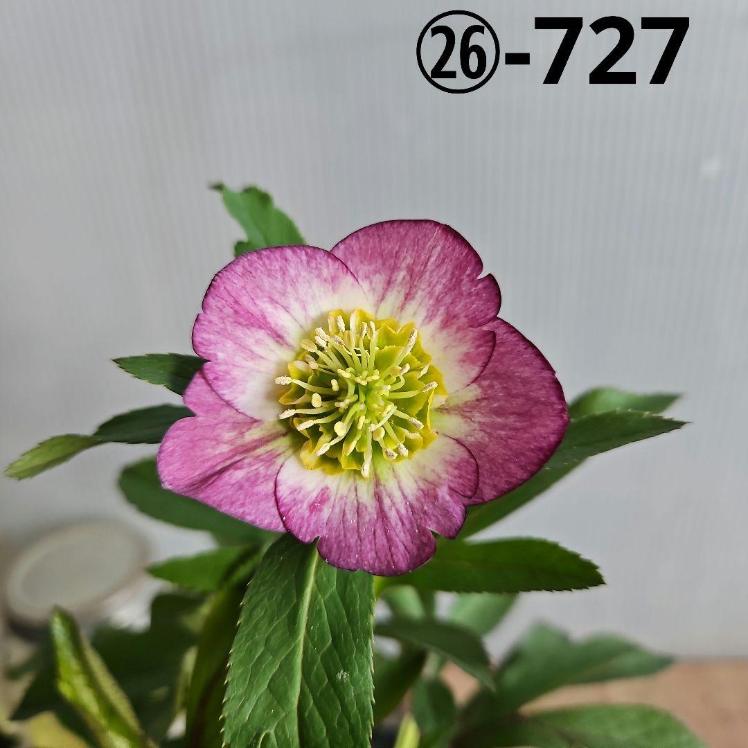 ㉖-727クリスマスローズ