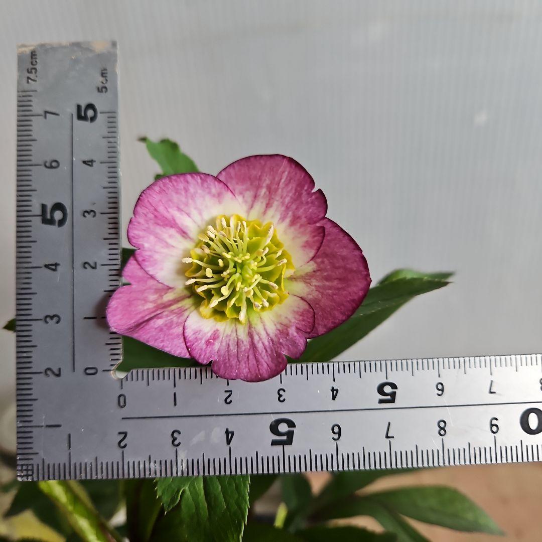 ㉖-727クリスマスローズ