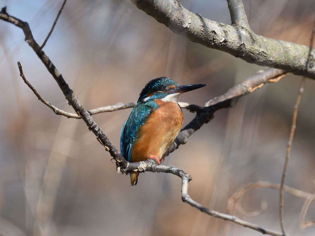 Nikon D500 デジタル一眼レフカメラ 本体