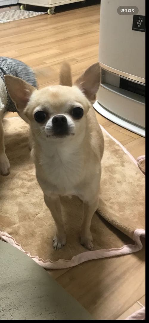 たいき