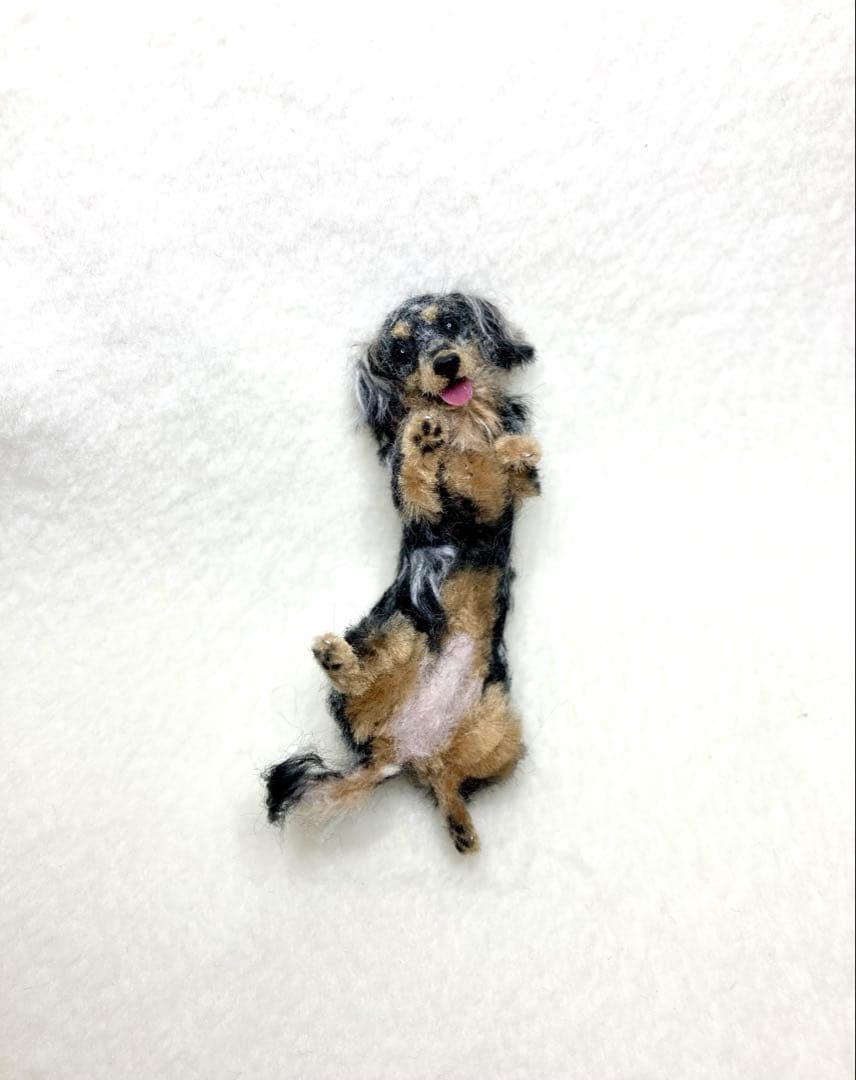 モールアート☆ミニダックスダップル☆へそてん