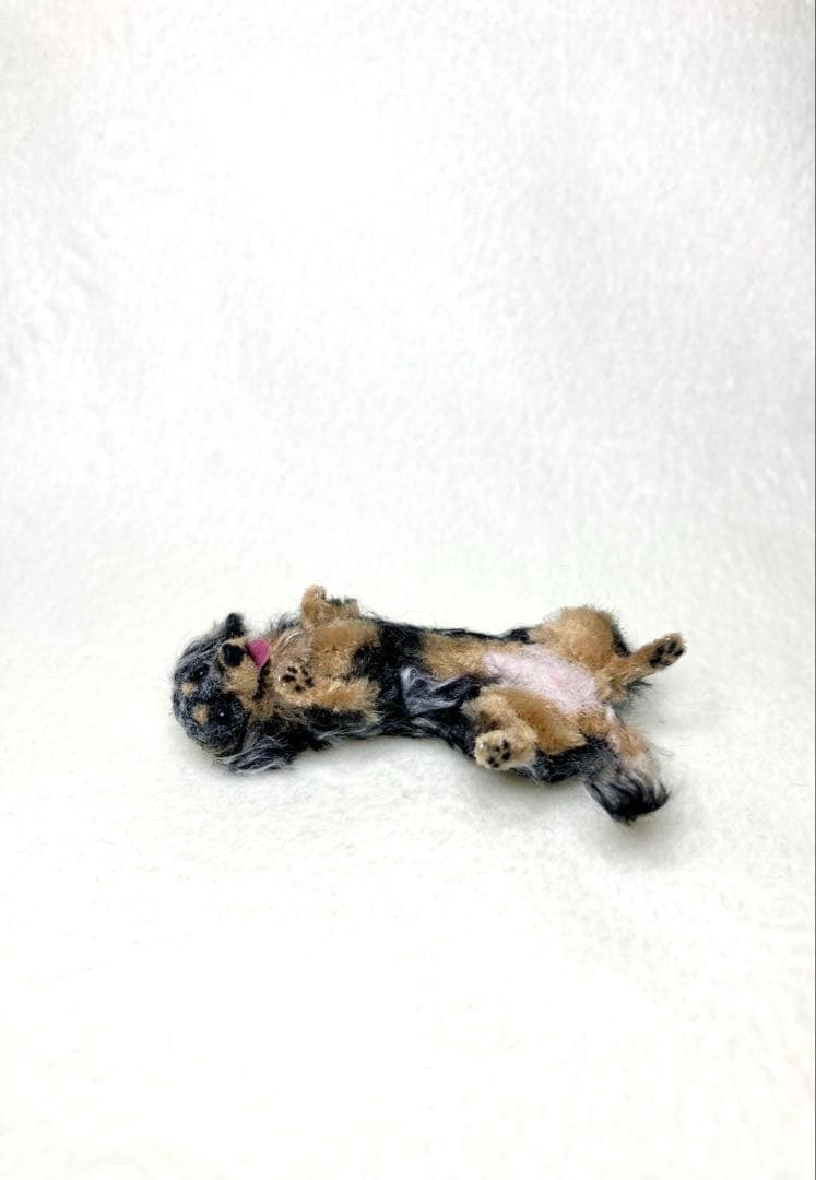 モールアート☆ミニダックスダップル☆へそてん