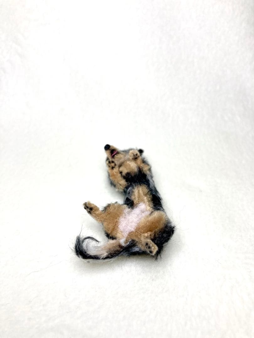 モールアート☆ミニダックスダップル☆へそてん