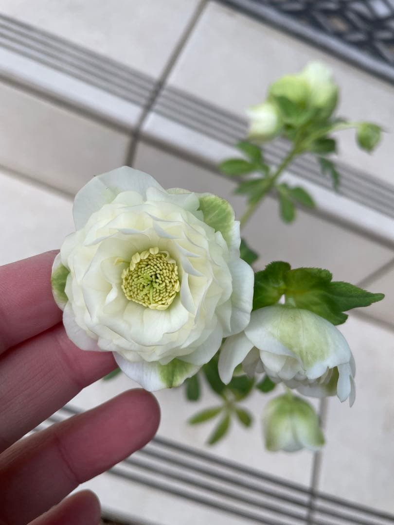 クリスマスローズ　超多弁　ホワイト　 加藤農園　花苗　開花株