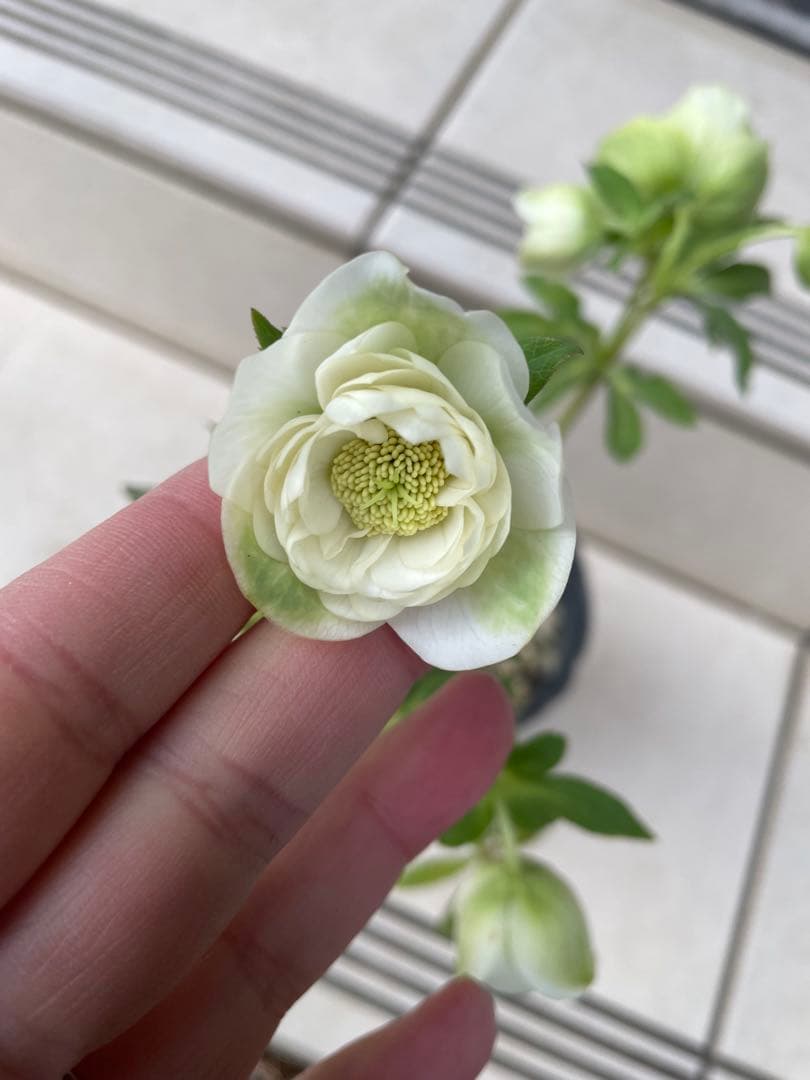 クリスマスローズ　超多弁　ホワイト　 加藤農園　花苗　開花株