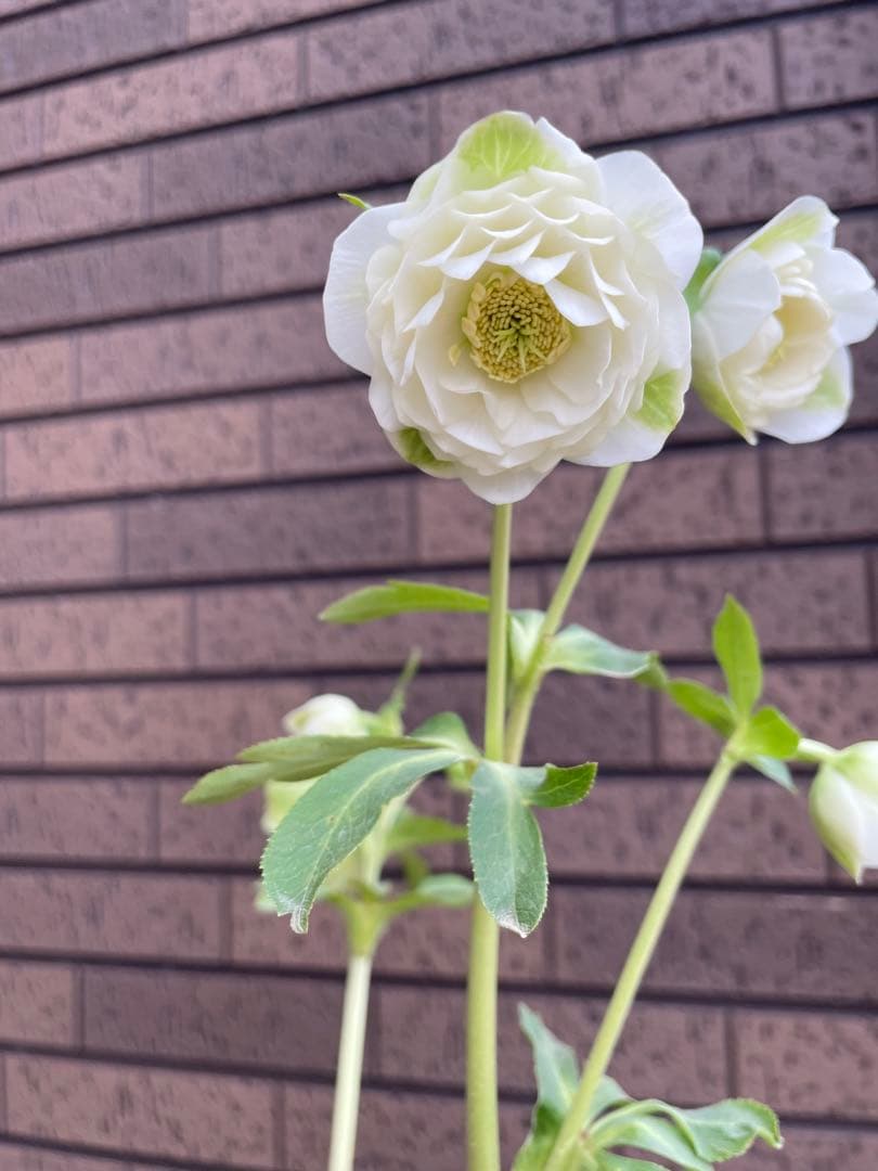 クリスマスローズ　超多弁　ホワイト　 加藤農園　花苗　開花株