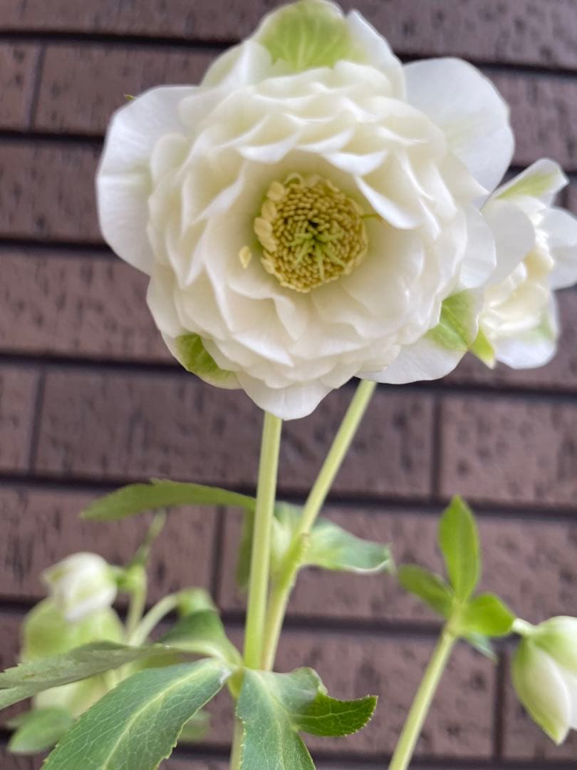 クリスマスローズ　超多弁　ホワイト　 加藤農園　花苗　開花株