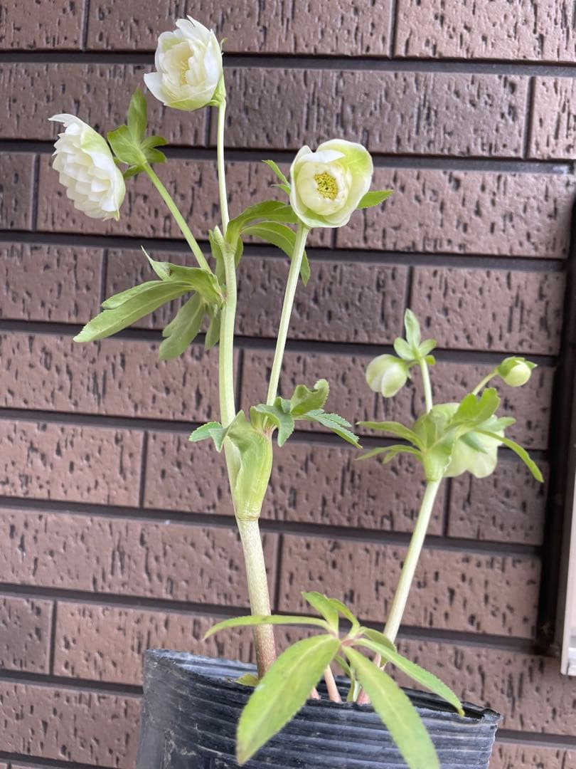 クリスマスローズ　超多弁　ホワイト　 加藤農園　花苗　開花株