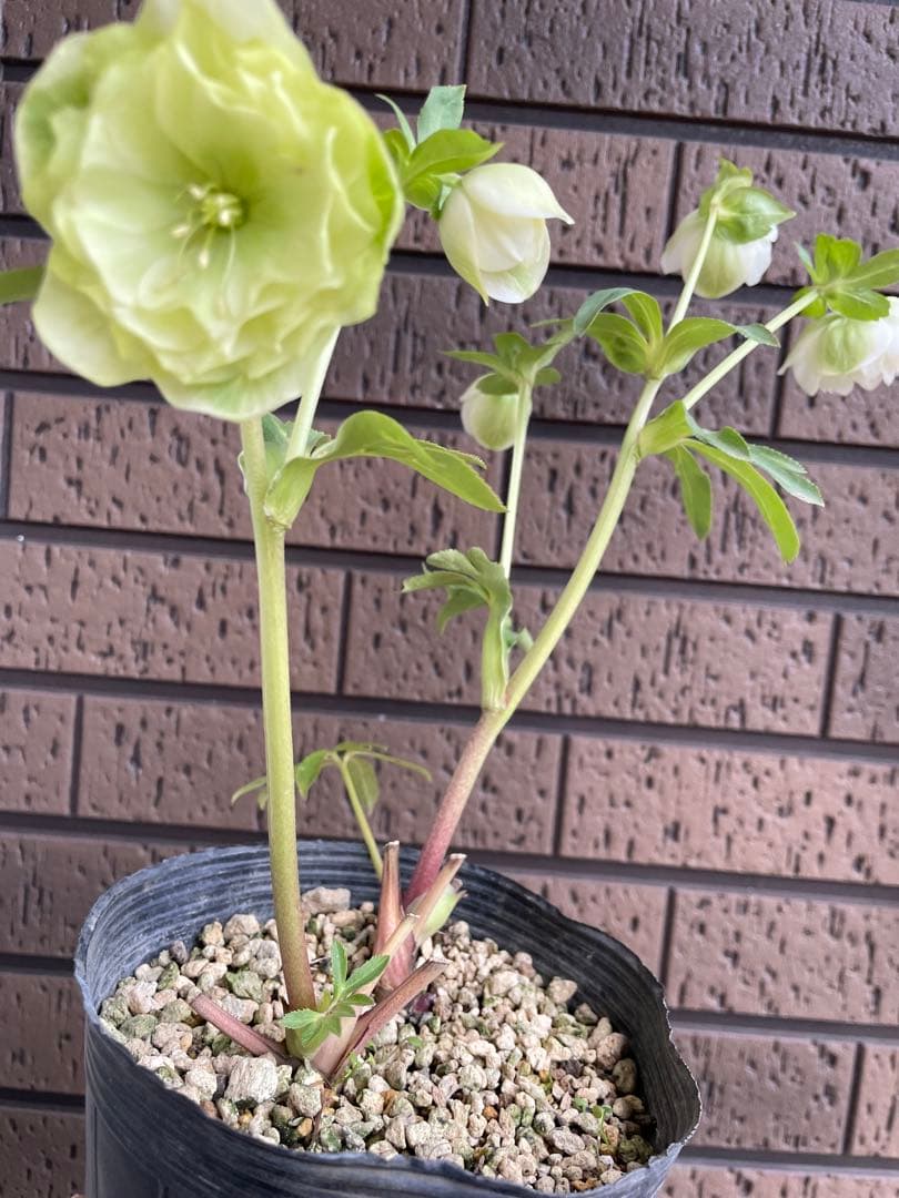 クリスマスローズ　超多弁　ホワイト　 加藤農園　花苗　開花株