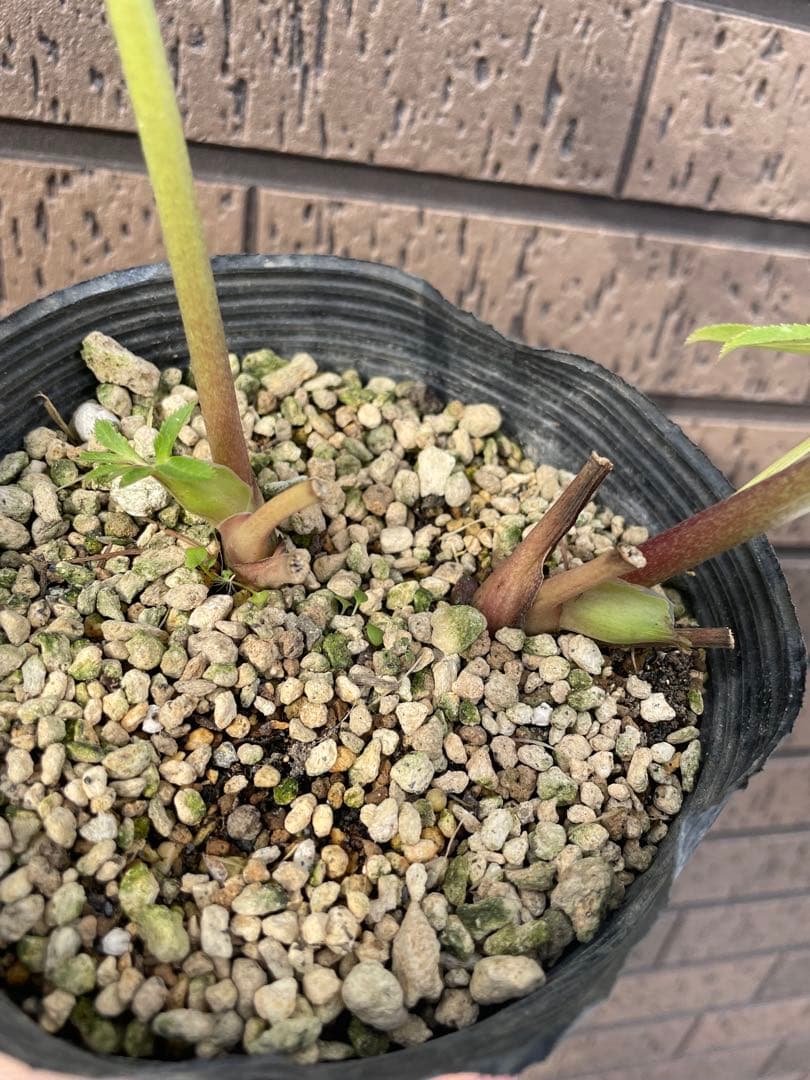 クリスマスローズ　超多弁　ホワイト　 加藤農園　花苗　開花株