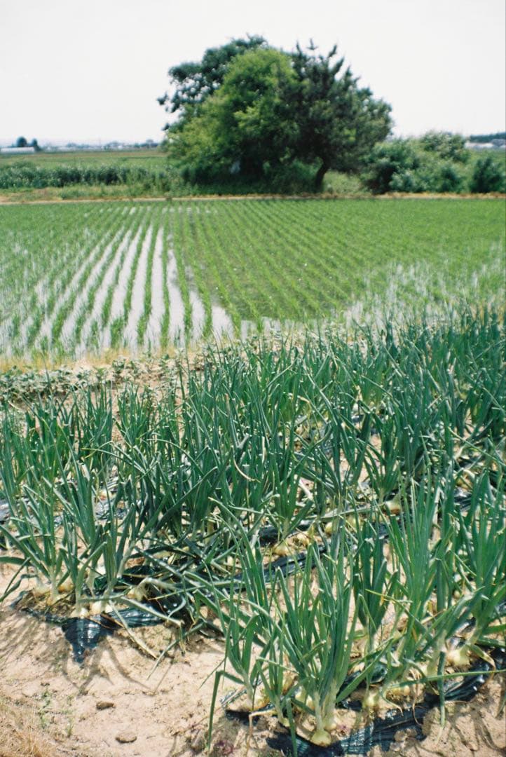 PENTAX Z-1P 一眼レフカメラ