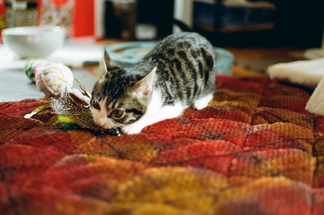 PENTAX Z-1P 一眼レフカメラ