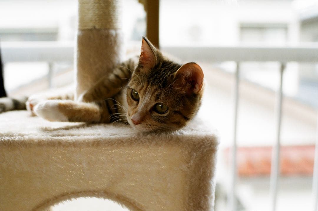 PENTAX Z-1P 一眼レフカメラ