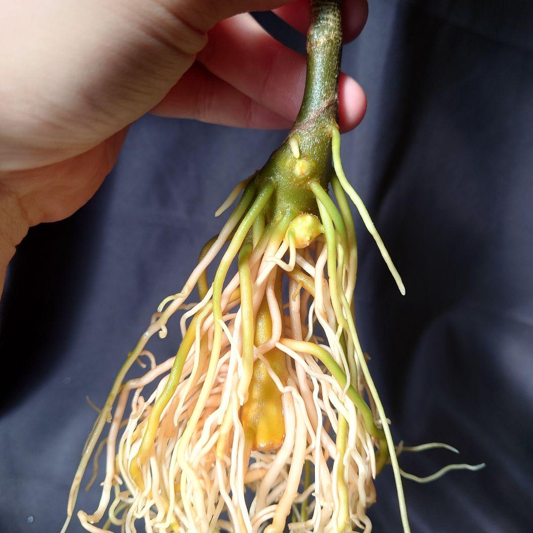 05 アグラオネマ　ピクタム　トリカラー　アンダマン　ポートブレア便　北部地域産